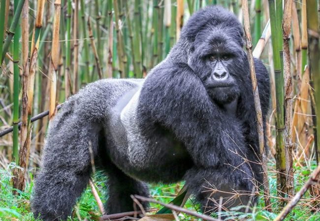 Mgahinga Silverback Gorilla