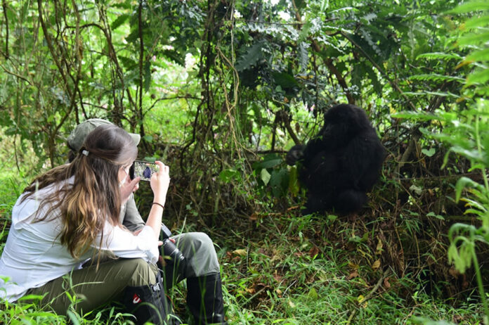 Gorilla Trekking in Bwindi